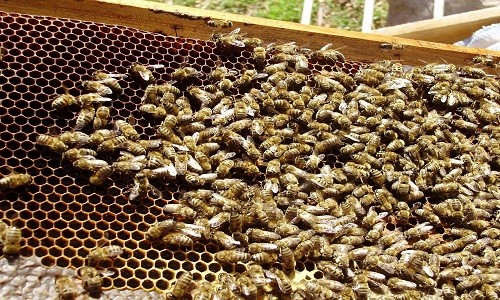 Türkiye'de sokmayan arı üretildi