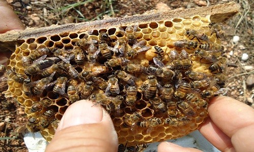 Türkiye'de sokmayan arı üretildi